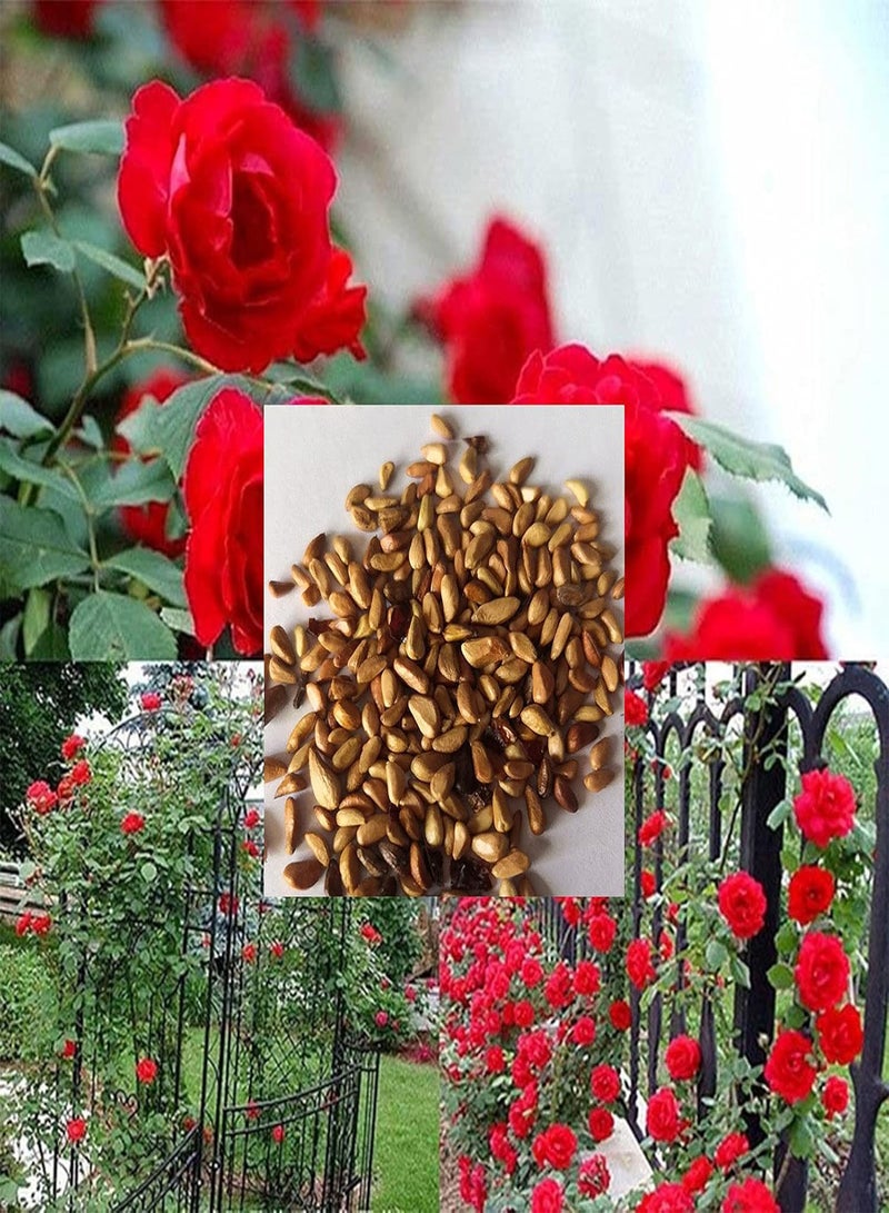 GGOOT 200Pcs/Bag Rose Seeds for Planting, Perennial Flower Showy Quick Growth Natural Rose Flower Seeds for Balcony Easy to Plant,Gardening,Home Decor - Rose Seeds - Image 3