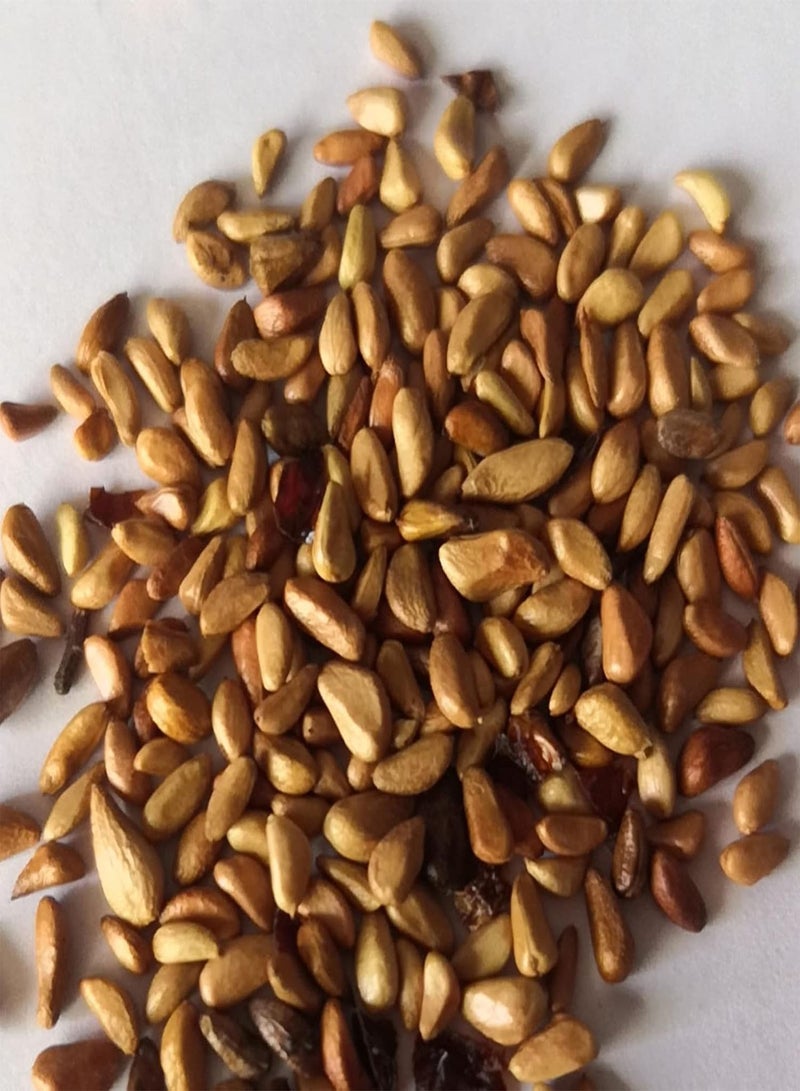 GGOOT 200Pcs/Bag Rose Seeds for Planting, Perennial Flower Showy Quick Growth Natural Rose Flower Seeds for Balcony Easy to Plant,Gardening,Home Decor - Rose Seeds - Image 2