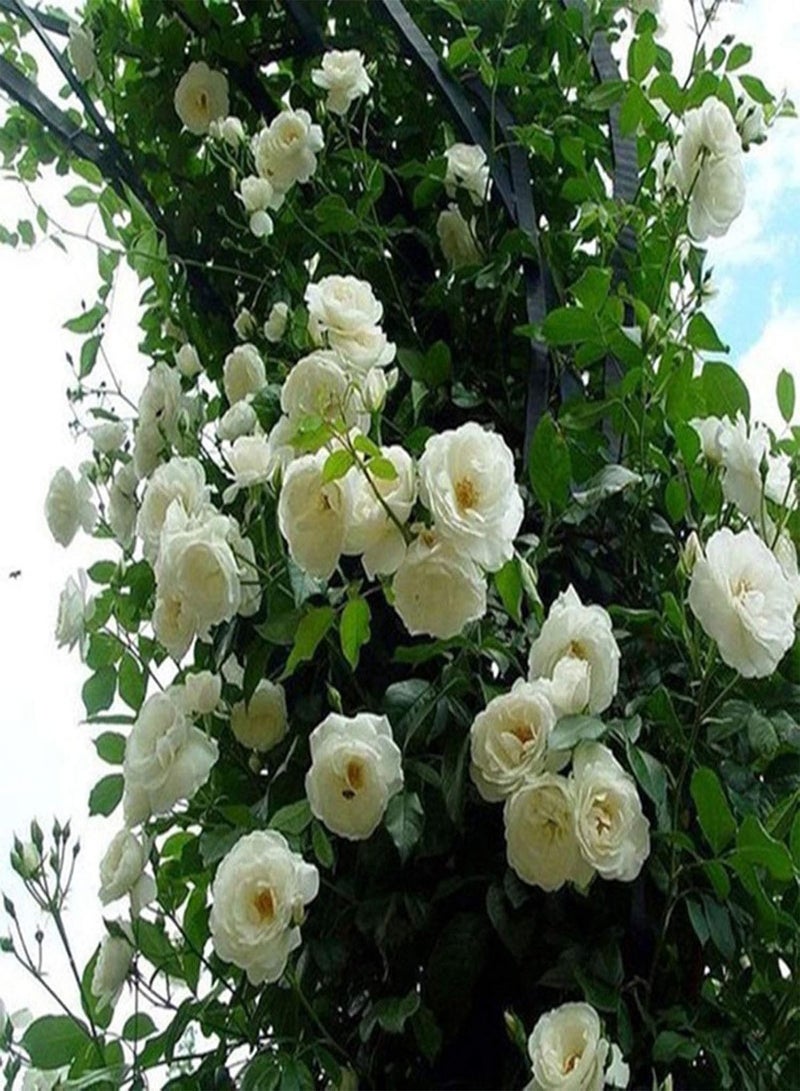 GGOOT 200Pcs/Bag Rose Seeds for Planting, Perennial Flower Showy Quick Growth Natural Rose Flower Seeds for Balcony Easy to Plant,Gardening,Home Decor - Rose Seeds - Image 4