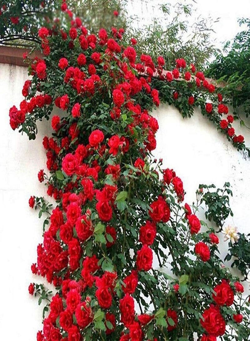 GGOOT 200Pcs/Bag Rose Seeds for Planting, Perennial Flower Showy Quick Growth Natural Rose Flower Seeds for Balcony Easy to Plant,Gardening,Home Decor - Rose Seeds - Image 1