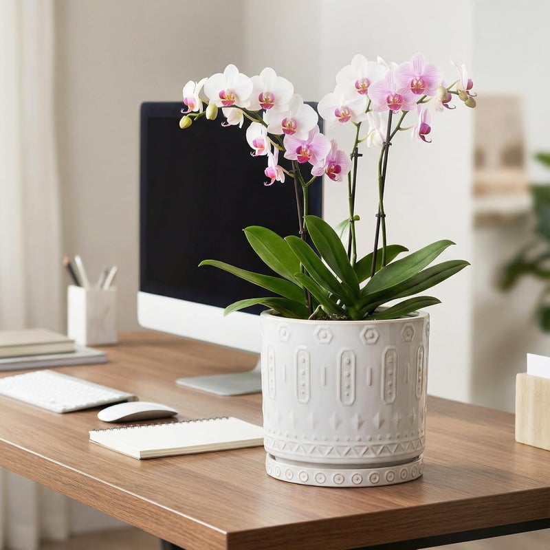 Eightpot 8 Inch Ceramic Planter Pot Plant Pot with Drainage Hole and Saucer, Round Large Flower Pot for Indoor Plants Outdoor Garden Planter Pot, Off White - Image 3