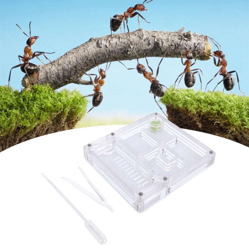 Acrylic Formicarium: Lightweight Compact Size - Transparent Clear View Ant Breeding Nest for Ant Behavior Observation, Kids Science Education - Image 2