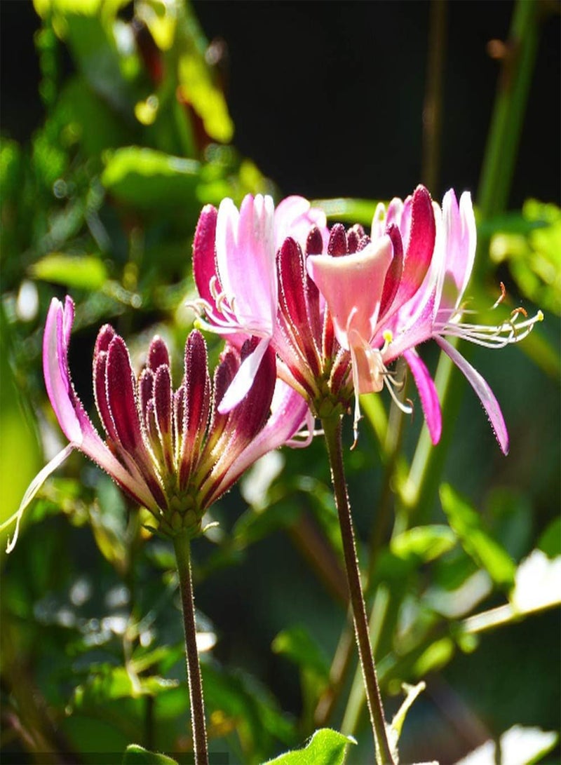 جي جوت 200 قطعة من بذور زهر العسل ذات الشكل الفريد ضرورية في المناظر الطبيعية للحديقة، بذور الزهور العائلية المعمرة سهلة الزراعة ومناسبة للمبتدئين - Image 3