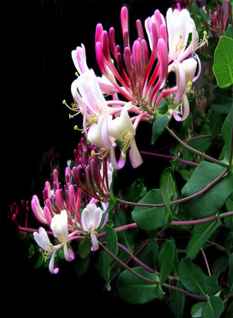 جي جوت 200 قطعة من بذور زهر العسل ذات الشكل الفريد ضرورية في المناظر الطبيعية للحديقة، بذور الزهور العائلية المعمرة سهلة الزراعة ومناسبة للمبتدئين - Image 1