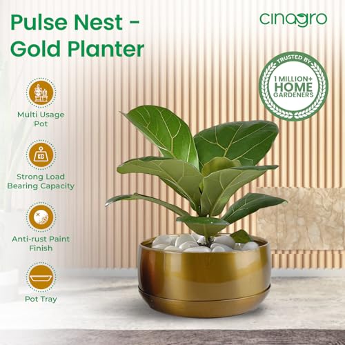 CINAGRO Metal Planter Pot for Indoor Plants, Round Decorative Flower Pot, Rust-Resistant, Modern Plant Holder for Home, Balcony, Office (13.97 x 7.62 cm, Pulse Nest - Gold) - Image 2