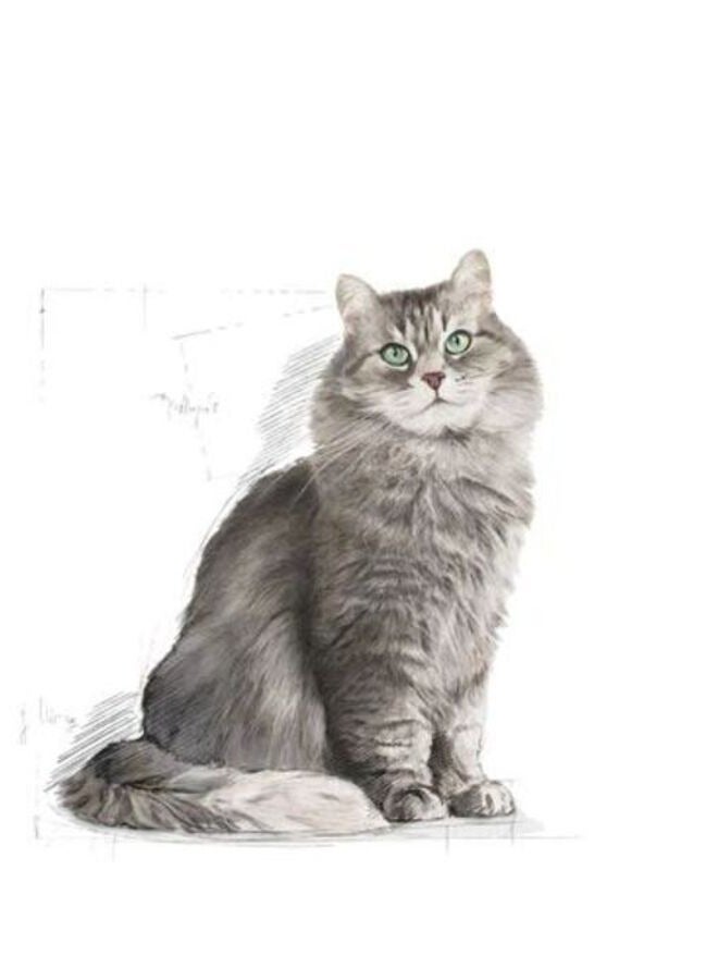 رويال كانين سينسبل لحساسية القطط الهضمية - طعام جاف 4 كيلو - Image 3