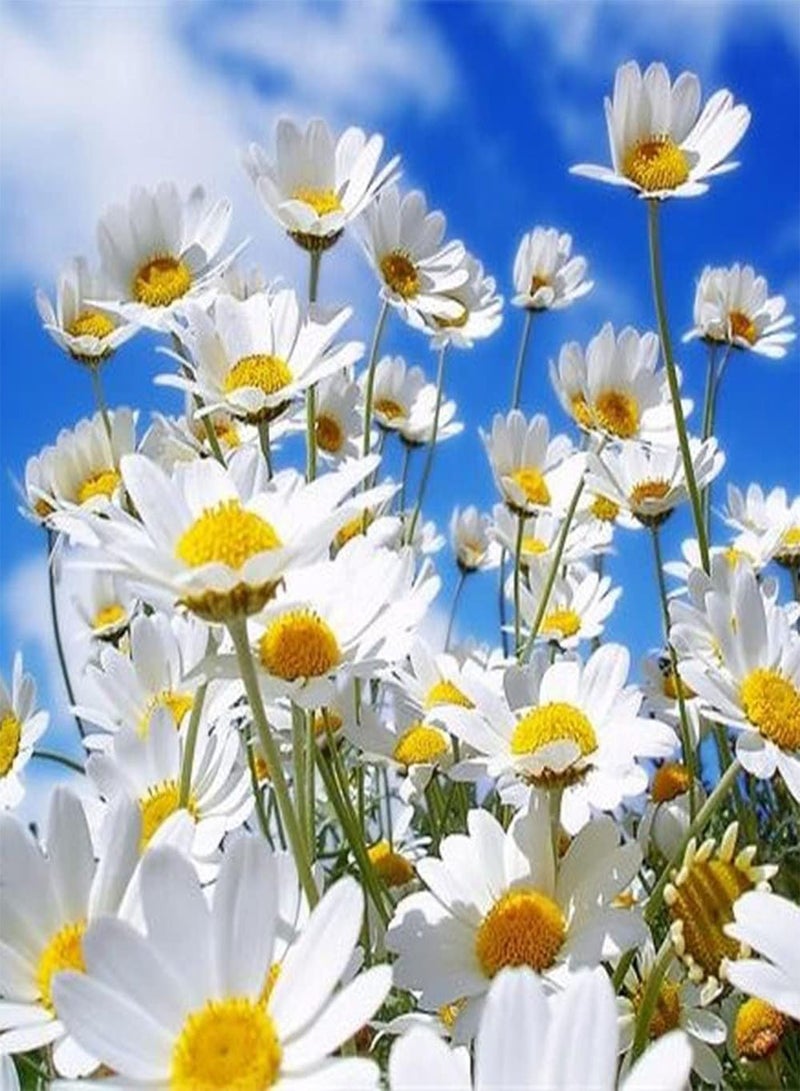 جي جوت 100 قطعة من بذور الأقحوان لزراعة الفناء الخارجي، زهور زينة معمرة تخلق حديقة كلاسيكية نابضة بالحياة يحبها البستانيون - Image 2