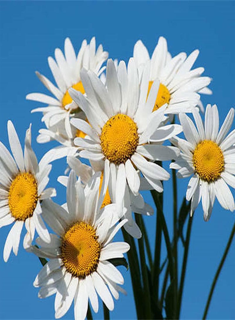 جي جوت 100 قطعة من بذور الأقحوان لزراعة الفناء الخارجي، زهور زينة معمرة تخلق حديقة كلاسيكية نابضة بالحياة يحبها البستانيون - Image 1