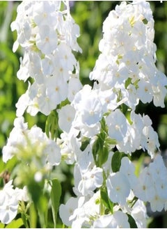 GGOOT Drummond's Phlox Alba - 30 Seeds + Plant tag (Phlox drummondii grandiflora)  - Image 3