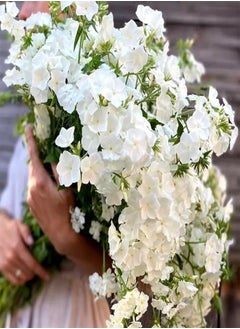 GGOOT Drummond's Phlox Alba - 30 Seeds + Plant tag (Phlox drummondii grandiflora)  - Image 1