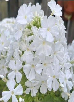 GGOOT Drummond's Phlox Alba - 30 Seeds + Plant tag (Phlox drummondii grandiflora)  - Image 2