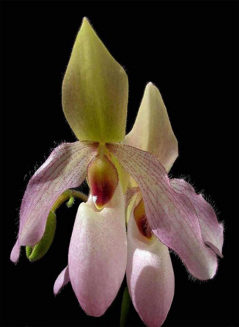 GGOOT Seed for Planting20Pcs/Bag Cypripedium Corrugatum Seeds Fresh Easy to Plant Mixed Color Pocket Slipper Seeds Cypripedium Corrugatum Seeds-Cypripedium Corrugatum Seeds - Image 4