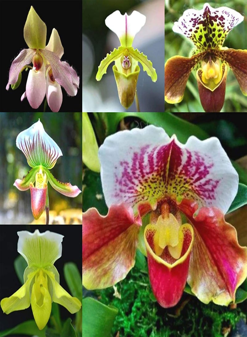 GGOOT Seed for Planting20Pcs/Bag Cypripedium Corrugatum Seeds Fresh Easy to Plant Mixed Color Pocket Slipper Seeds Cypripedium Corrugatum Seeds-Cypripedium Corrugatum Seeds - Image 1