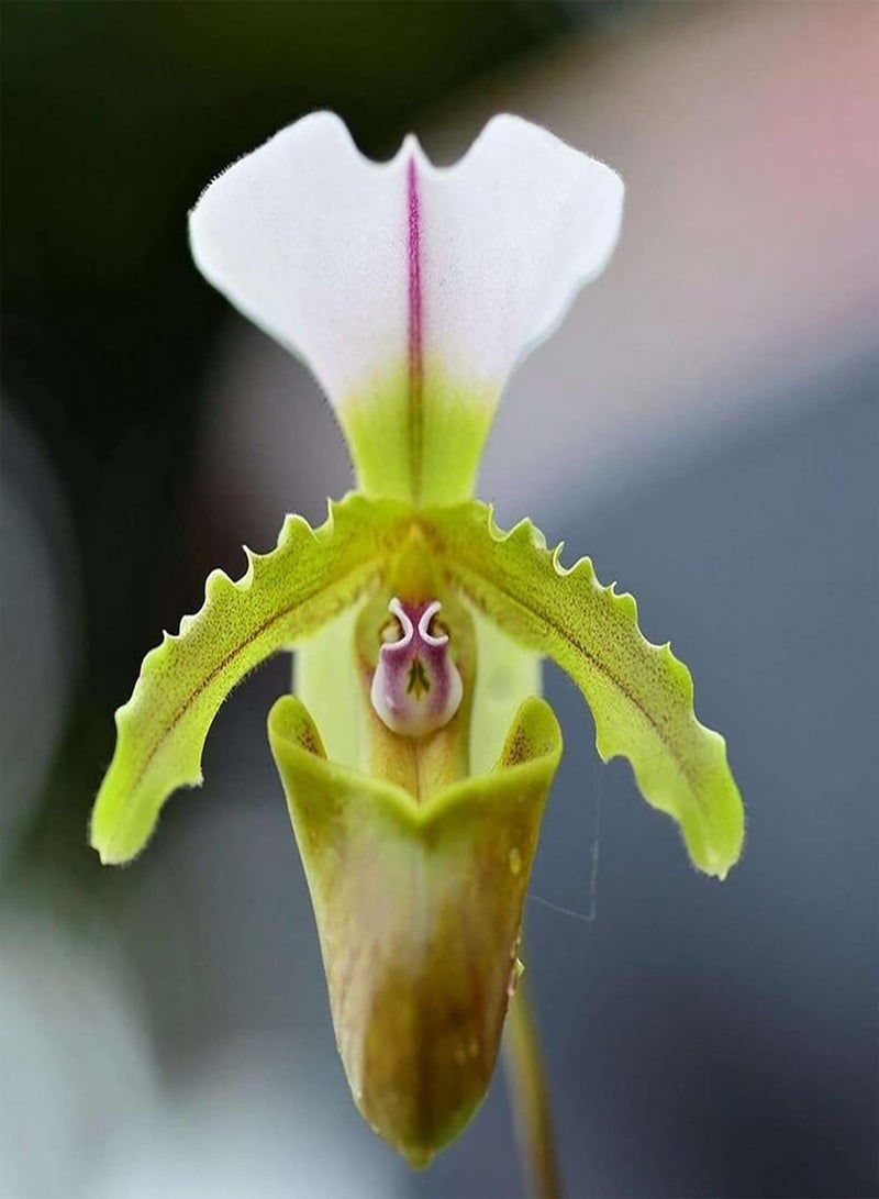 GGOOT Seed for Planting20Pcs/Bag Cypripedium Corrugatum Seeds Fresh Easy to Plant Mixed Color Pocket Slipper Seeds Cypripedium Corrugatum Seeds-Cypripedium Corrugatum Seeds - Image 2