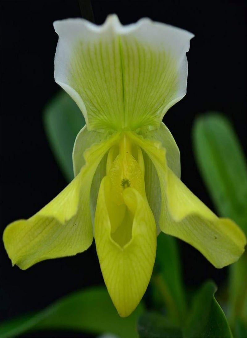 GGOOT Seed for Planting20Pcs/Bag Cypripedium Corrugatum Seeds Fresh Easy to Plant Mixed Color Pocket Slipper Seeds Cypripedium Corrugatum Seeds-Cypripedium Corrugatum Seeds - Image 5