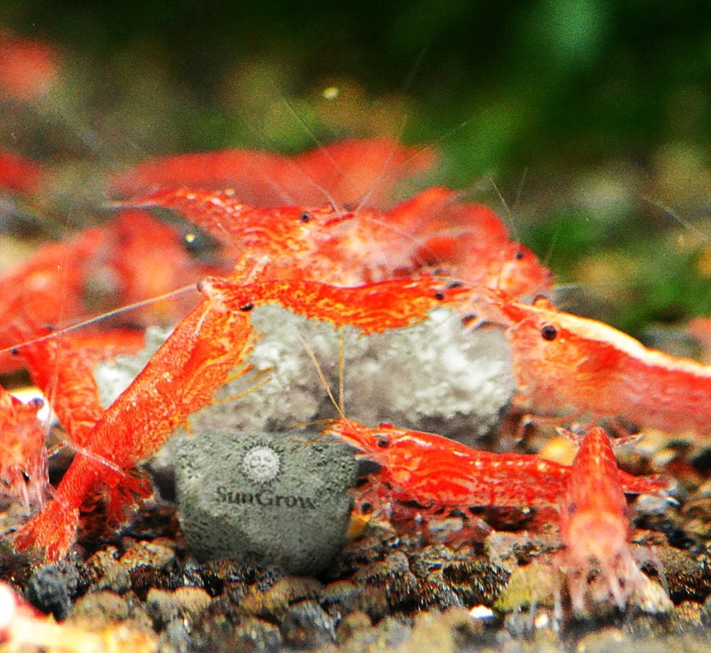 SunGrow Shrimp Rocks for Crayfish, Hermit Crab, Snails, and Shrimps - 2 Ounce - Image 5