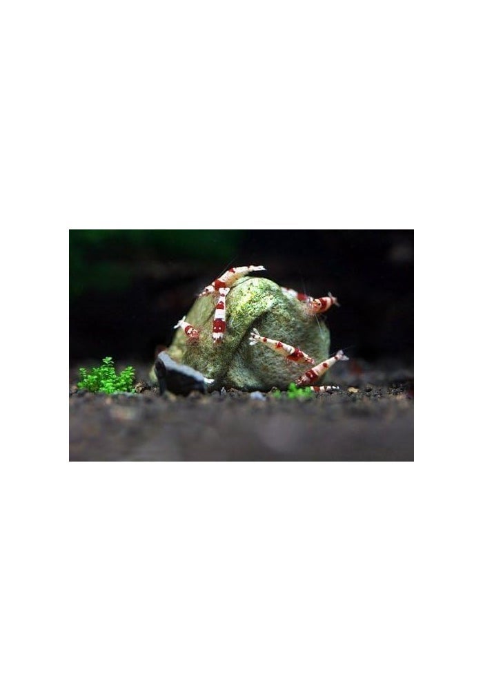 SunGrow Shrimp Rocks for Crayfish, Hermit Crab, Snails, and Shrimps - 2 Ounce - Image 4