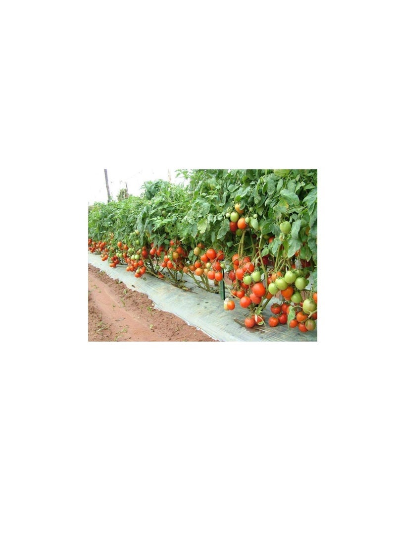 SUCCESS Gulf Agro Fish Fertilizer 1 Liter - Image 3