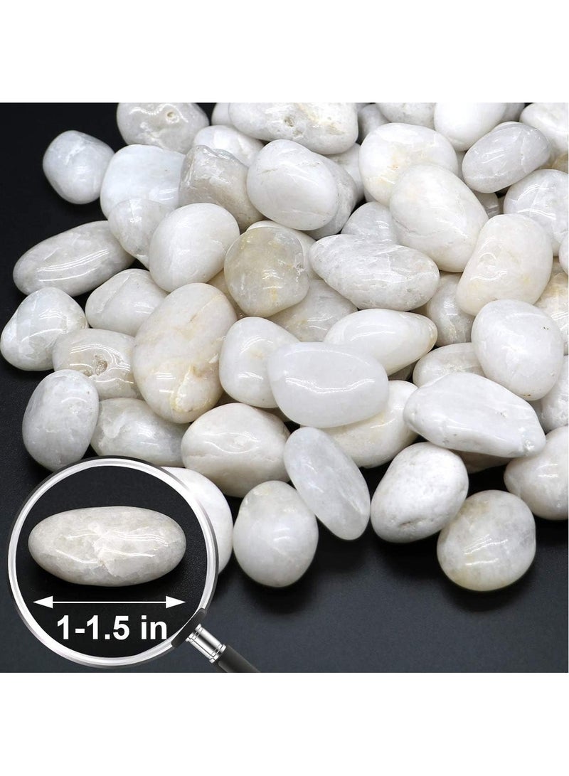 Home zone White Pebbles Stones Large Natural Decorative Polished River Rocks Premium Ornamental Pebbles Glossy Vase Fillers for Terrariums Plants and Gardens 2.2lbs 1" - 1.5" Size  - Image 2