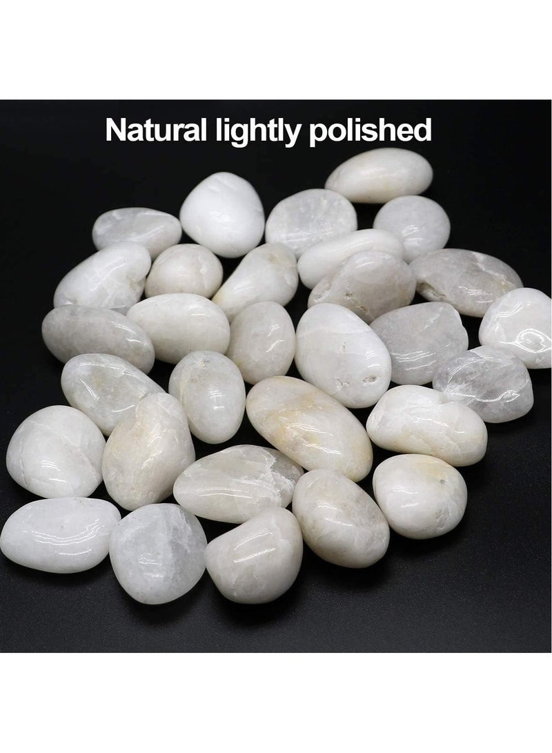 Home zone White Pebbles Stones Large Natural Decorative Polished River Rocks Premium Ornamental Pebbles Glossy Vase Fillers for Terrariums Plants and Gardens 2.2lbs 1" - 1.5" Size  - Image 3
