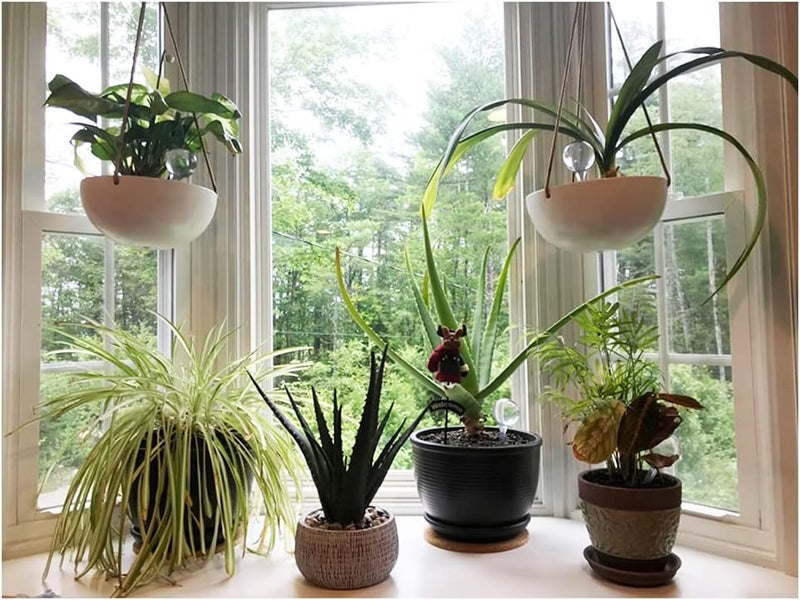 Irrmshr 10 Pack Clear Plant Watering Globes,Plastic Self Watering Bulbs for Indoor Plants,Garden Water Device Automatic Plant Waterer Indoor Outdoor - Image 4