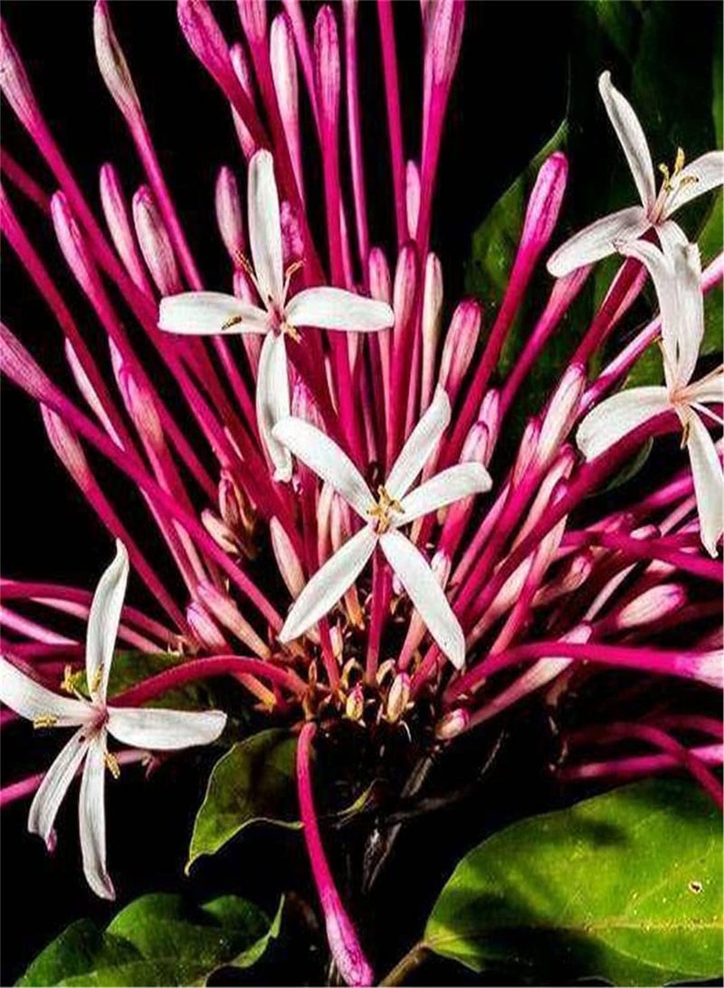 جي جوت بذور زهرة زهر العسل النادرة، بذور معمرة، بذور معمرة، أزهار برية، بذور بكميات كبيرة، بذور زهور معمرة متنوعة - Image 1