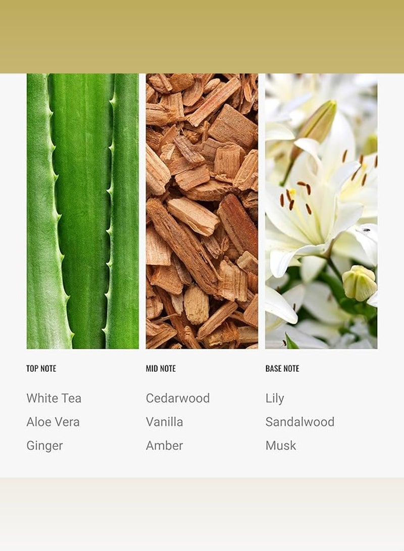 Hotel Collection Dream On Fragrance Oil Blend - Hotel Inspired for Luxury Essential Oil Diffusers - Aromatherapy Scent Diffuser Oil - White Tea, Cedar, and Aloe Vera  - Image 3