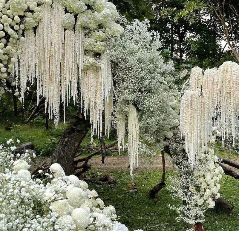 Bluejw Best Price Natural Preserved Dried Amaranthus Flowers – Long-Lasting Hanging Dried Plants for Wedding Decor, Bouquets & Home Arrangements - Image 2