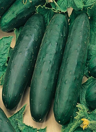 - 20 x Cucumber-Slicing 'Marketmore 76' Vegetable Seeds - pzsku/Z1B6522E44DBFC979B239Z/45/1743071314/88faa8bb-4a33-49ef-b6c1-62a0df6f34e8