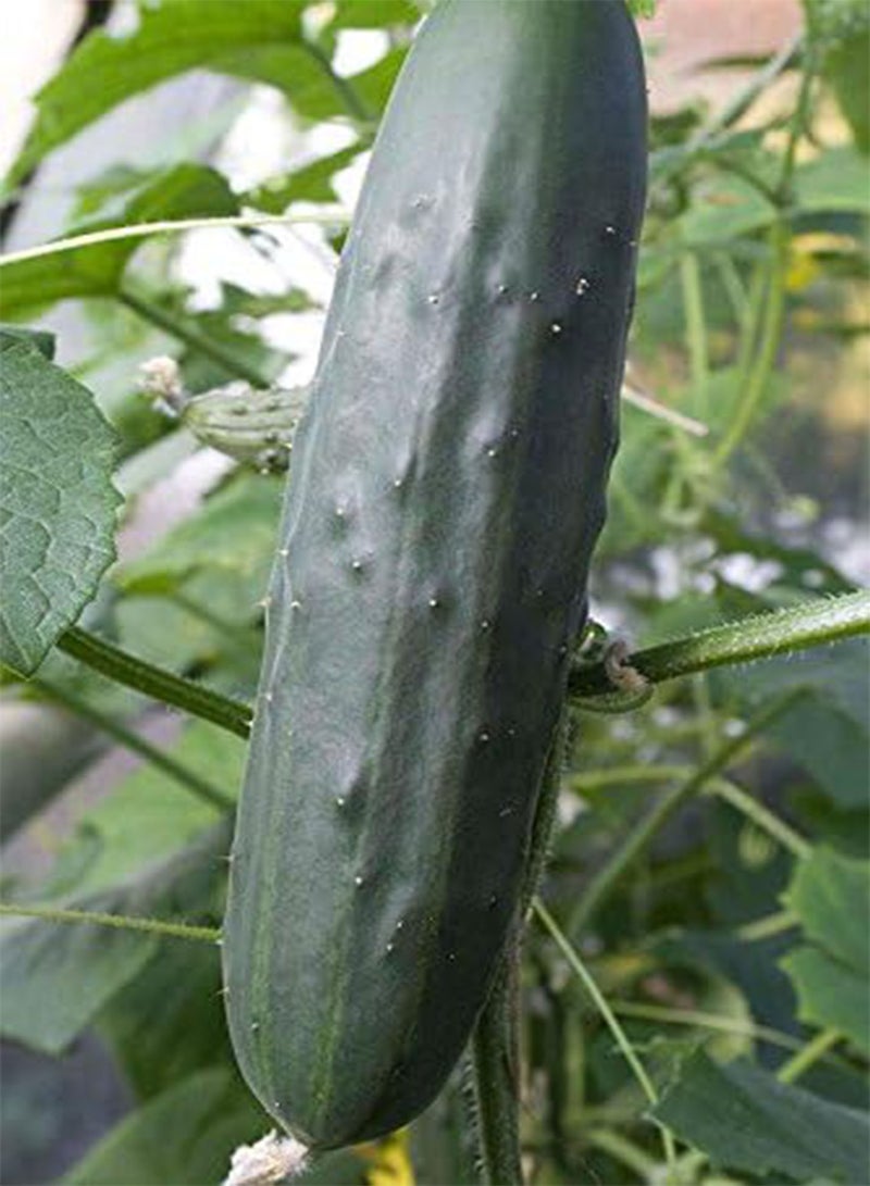 - 20 x Cucumber-Slicing 'Marketmore 76' Vegetable Seeds