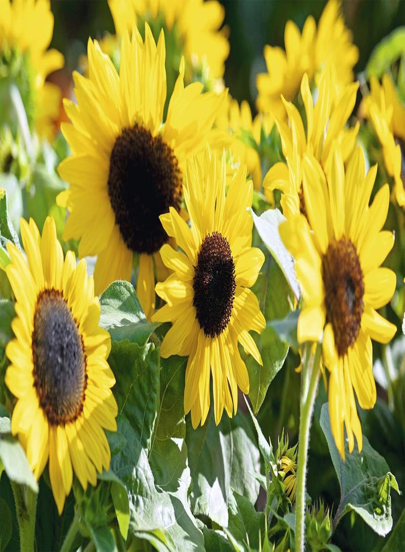 GGOOT seeds Sunflower seeds F1 Suntastic Yellow, Sun Flower seeds, Helianthus, Ideal for Containers, Beds and Borders, 20 seeds per Pack