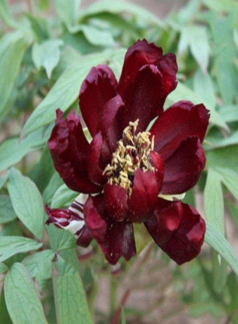 GGOOT 20Pcs Peony Seeds Sweet Easy to Plant Mixed Color Paeonia Suffruticosa Flower Tree Plant Seeds for Home Flower Seeds for - Image 1