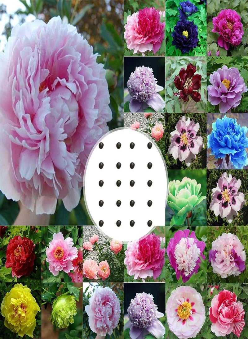 GGOOT 20Pcs Peony Seeds Sweet Easy to Plant Mixed Color Paeonia Suffruticosa Flower Tree Plant Seeds for Home Flower Seeds for - Image 5