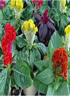 Cockscomb Dwarf Mixed - Celosia cristata Flower Seeds, Dwarf Varieties Mixed, Approx2400 Bulk Seeds Home Garden Planting by Heavy Torch, 20 Grams