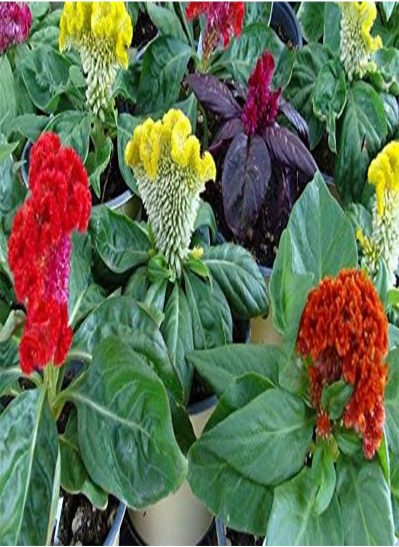 GGOOT - Cockscomb Dwarf Mixed - Celosia cristata Flower Seeds, Dwarf Varieties Mixed, Approx2400 Bulk Seeds Home Garden Planting by Heavy Torch, 20 Grams - Image 1