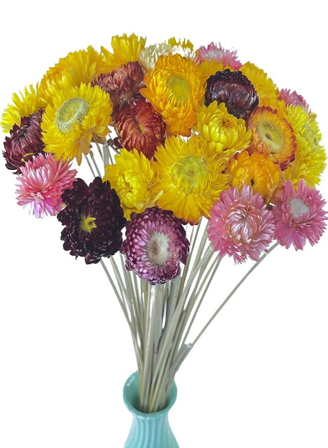 تو جيت باقة زهور الأقحوان المجففة الطبيعية من توجيت، 40 قطعة، مع ساق، مثالية لحفلات الزفاف والمنزل والمكتب والمناسبات الخاصة. - Image 1