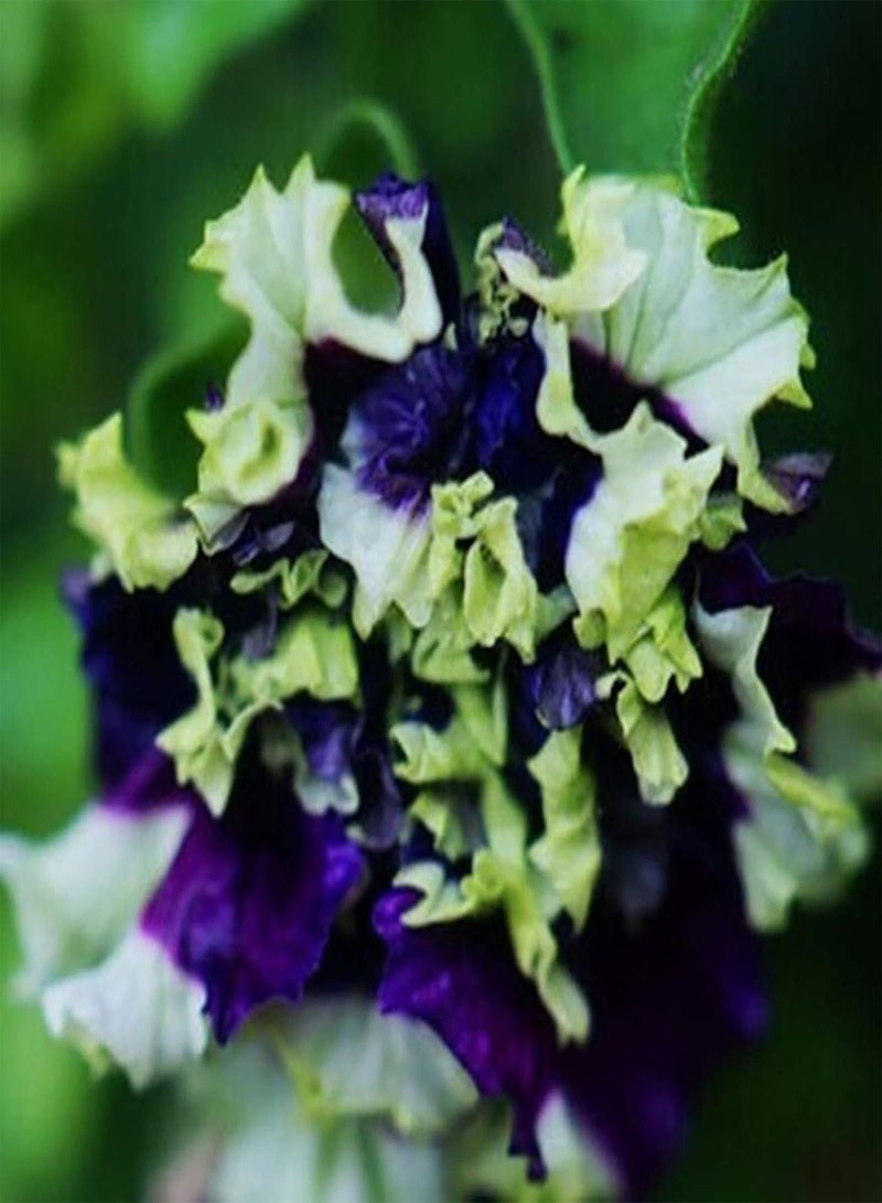 جي جوت نباتات خضراء، 20 قطعة/كيس من بذور بتونيا هجينة، متسلقة ومقاومة للجفاف، متعددة الألوان، سلسلة موجات، بذور زهور للحديقة - بذور بتونيا هجينة باللون الأحمر الوردي - Image 4