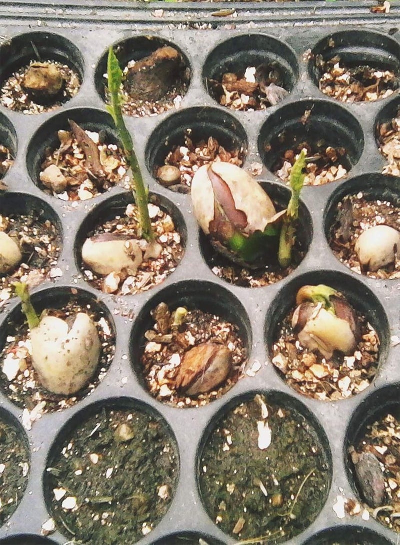 GGOOT Jackfruit Artocarpus heterophyllus 5 Seeds - Image 3