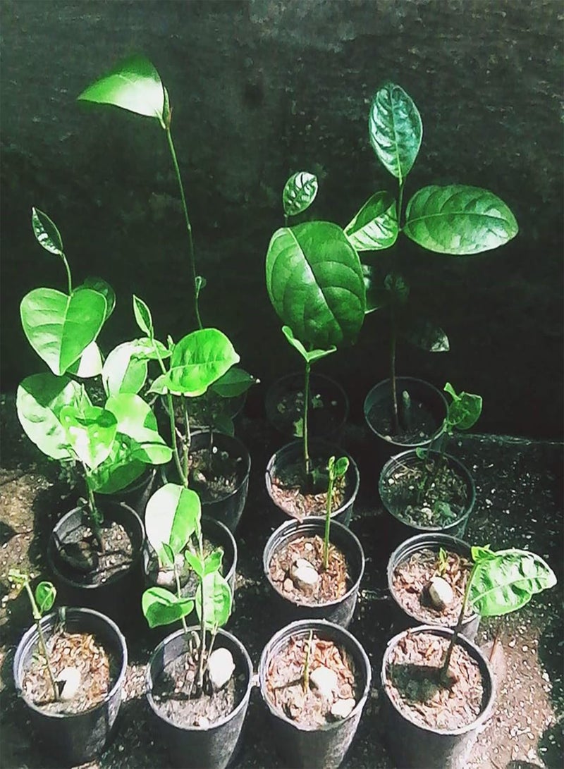 GGOOT Jackfruit Artocarpus heterophyllus 5 Seeds - Image 4