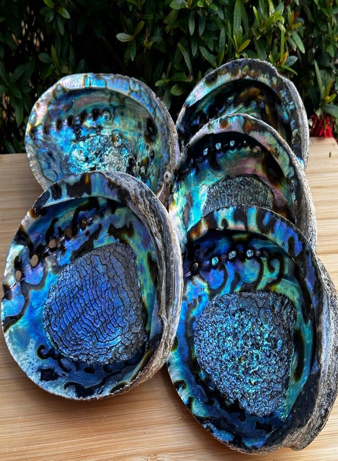 GAF TREASURES Jumbo Abalone Shell 7–8 Inch Natural Smudge Bowl for Incense, Smudge Sticks and Crafts - Image 3