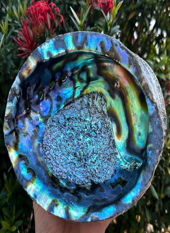 GAF TREASURES Jumbo Abalone Shell 7–8 Inch Natural Smudge Bowl for Incense, Smudge Sticks and Crafts - Image 1
