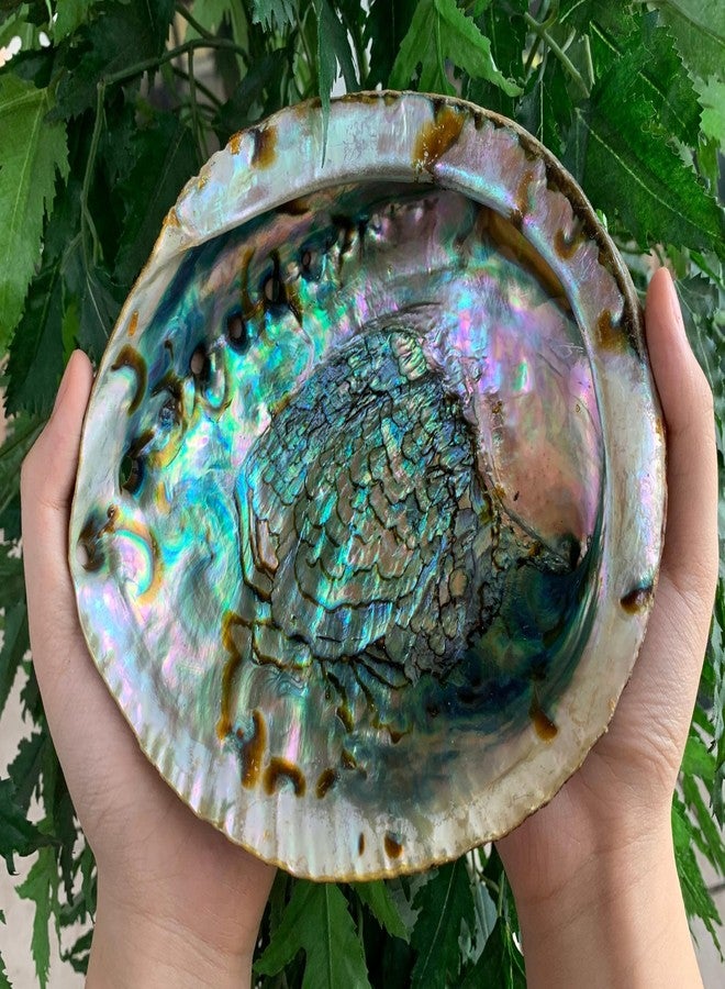 GAF TREASURES Jumbo Abalone Shell 7–8 Inch Natural Smudge Bowl for Incense, Smudge Sticks and Crafts - Image 2