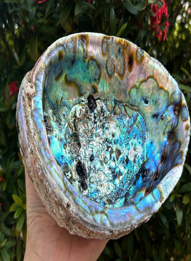GAF TREASURES Jumbo Abalone Shell 7–8 Inch Natural Smudge Bowl for Incense, Smudge Sticks and Crafts - Image 5