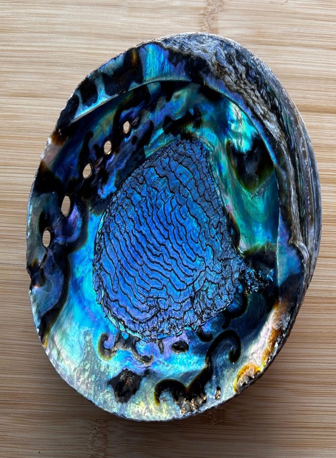 GAF TREASURES Jumbo Abalone Shell 7–8 Inch Natural Smudge Bowl for Incense, Smudge Sticks and Crafts - Image 4