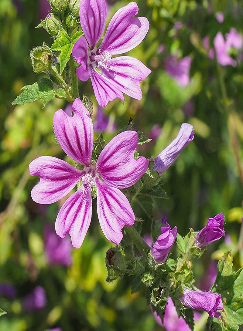 جي جوت 50 قطعة/مجموعة من بذور نبات الخطمي المزهرة المشمسة والرطبة المزهرة في تربة طينية رطبة للحديقة وبذور الزهور للهدايا - Image 4