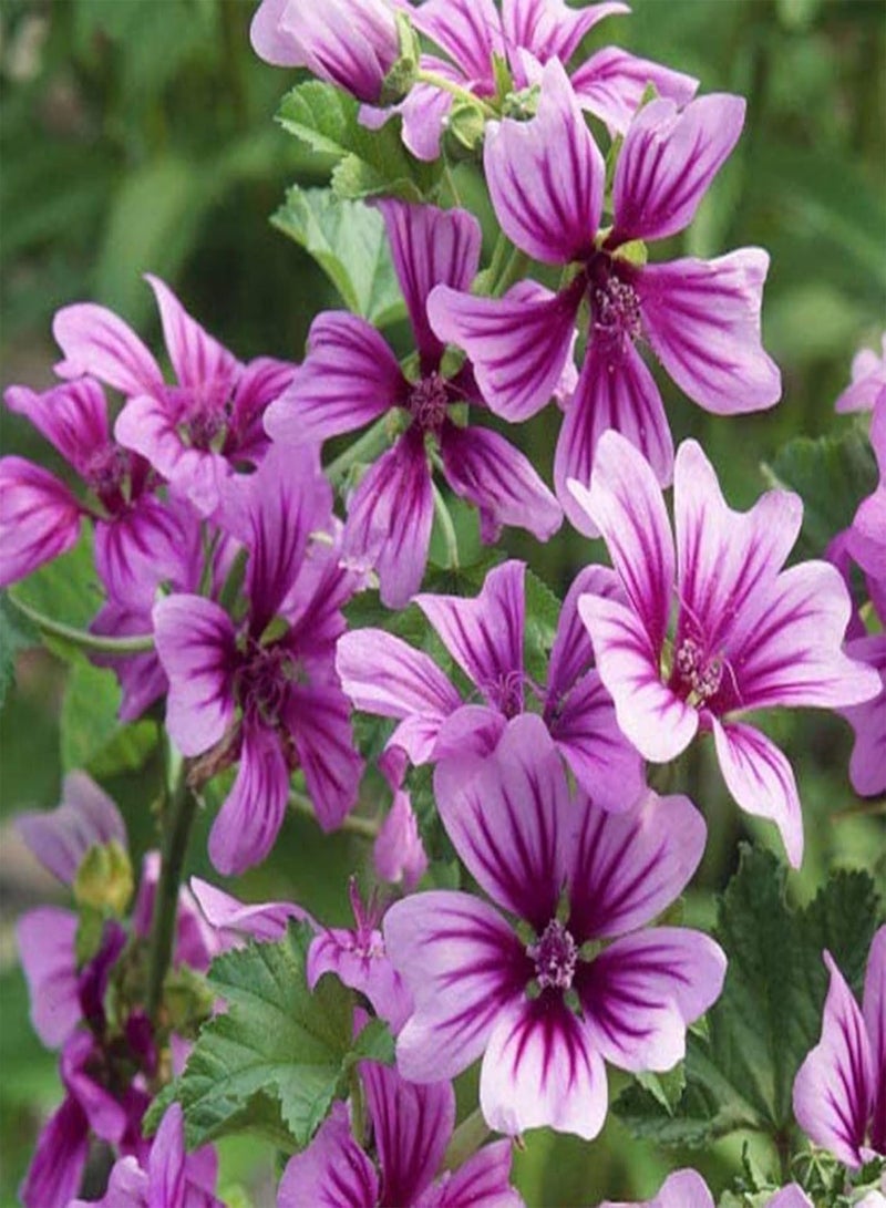 جي جوت 50 قطعة/مجموعة من بذور نبات الخطمي المزهرة المشمسة والرطبة المزهرة في تربة طينية رطبة للحديقة وبذور الزهور للهدايا - Image 1