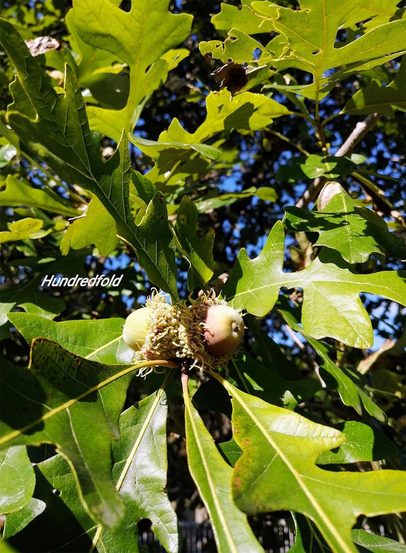 GGOOT Swamp White Oak 5 Tree Nut Acorn Seeds - Quercus Bicolour North America Native, Bicolor Oak, Medium Specimen & Shade Tree, Beautiful Fall Color, Canada Grown - Image 2