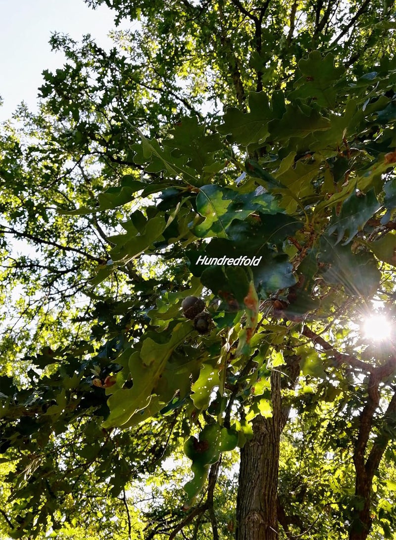 GGOOT Swamp White Oak 5 Tree Nut Acorn Seeds - Quercus Bicolour North America Native, Bicolor Oak, Medium Specimen & Shade Tree, Beautiful Fall Color, Canada Grown - Image 4