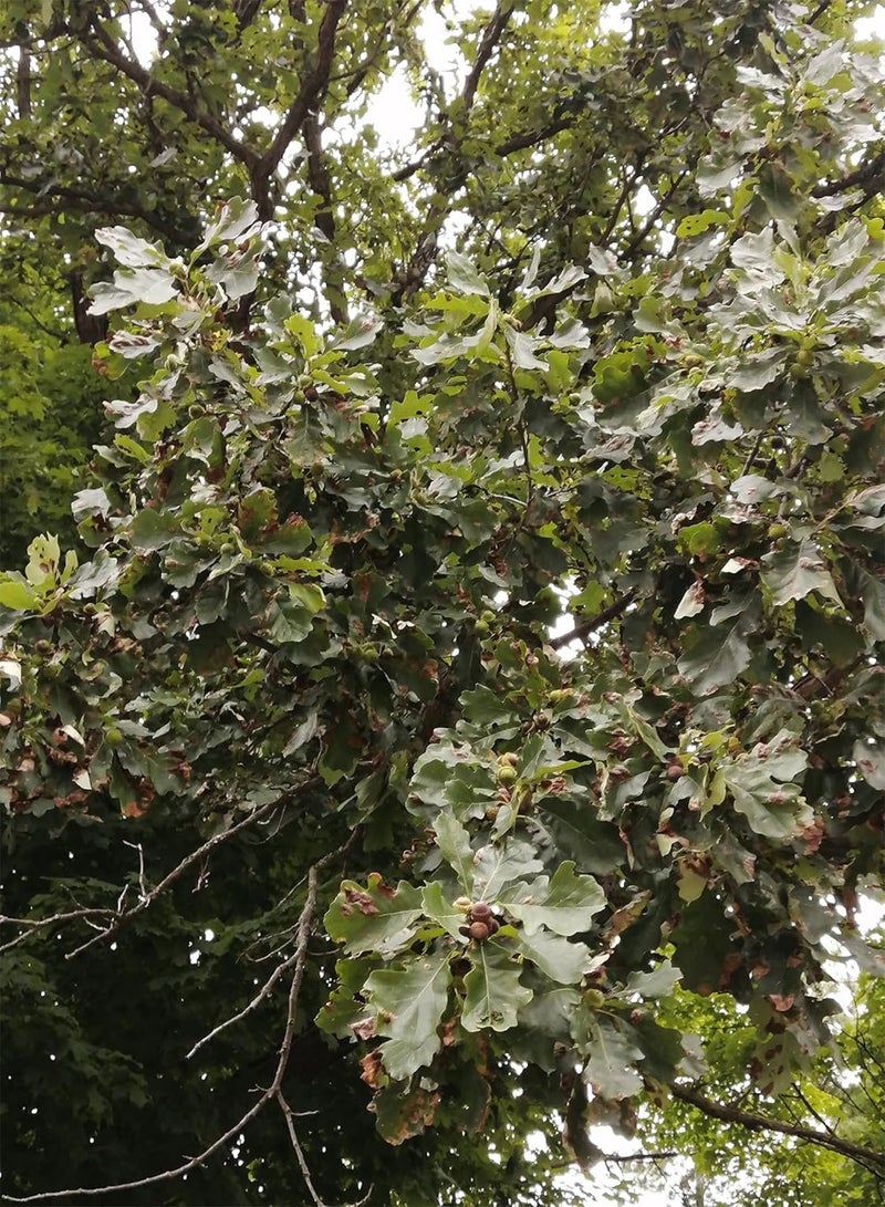 GGOOT Swamp White Oak 5 Tree Nut Acorn Seeds - Quercus Bicolour North America Native, Bicolor Oak, Medium Specimen & Shade Tree, Beautiful Fall Color, Canada Grown - Image 3