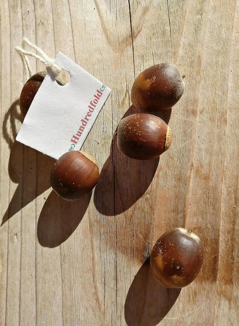GGOOT Swamp White Oak 5 Tree Nut Acorn Seeds - Quercus Bicolour North America Native, Bicolor Oak, Medium Specimen & Shade Tree, Beautiful Fall Color, Canada Grown - Image 1